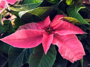Princettia - der pinke Weihnachtsstern