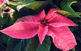 Princettia - der pinke Weihnachtsstern
