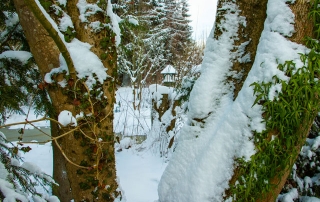 Teich und Rinde im Winter
