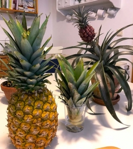 Von der Frucht zu einer neuen Pflanze