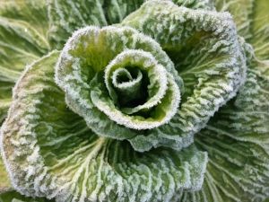 Kopfsalat im Eis