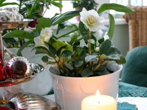 Christrose
