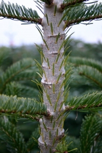 Gebremstes Wachstum - mit Zangen wird der Baum klein und dicht gehalten