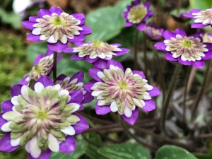 Japanisches Leberblümchen "Gemalte Schönheit"