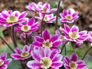 Japanisches Leberblümchen "Sonnentag"