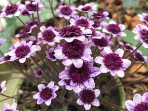 Japanisches Leberblümchen "Sonnentag"