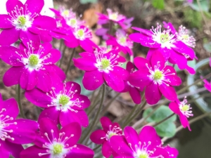 Japanisches Leberblümchen 'Tagoto' "In den Reisfeldern spiegelt sich tausendfach der Mond"
