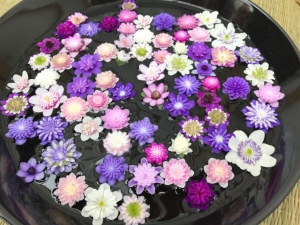 Leberblümchen in großer Vielfalt