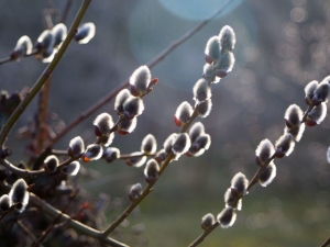 Salix caprea 'Mas'