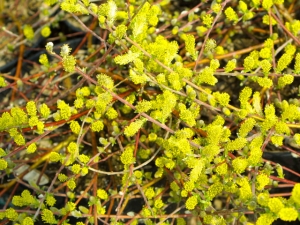 Salix repens var nitida 'Saret'