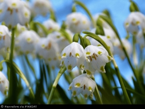 Gewinnerin Fotowettbewerb "Erste Blüten"