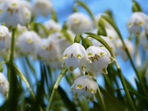 Gewinnerin Fotowettbewerb "Erste Blüten"