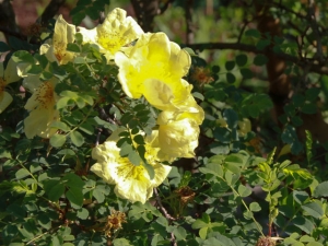 Rosenblüten
