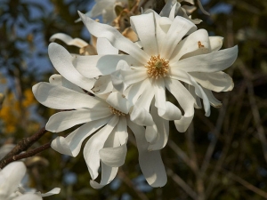 Stern-Magnolie (Bild: wikipedia/Wouter Hagens)