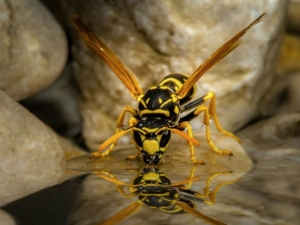 Wespe (Bild: © Friedrich Weinhauser)