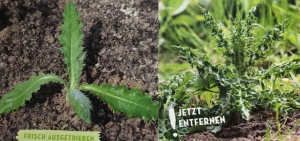 Ackerkratzdistel