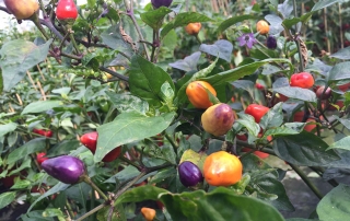 Chili mit fünffarbigen Früchten
