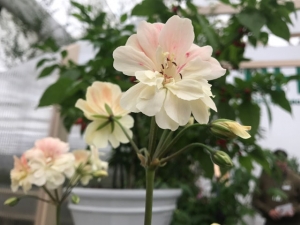 Chelsea Flower Show 2017