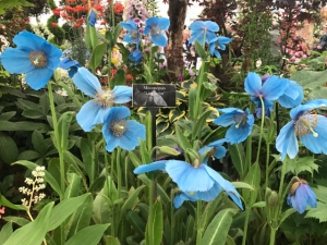 Chelsea Flower Show 2017