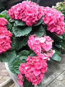 Hortensie