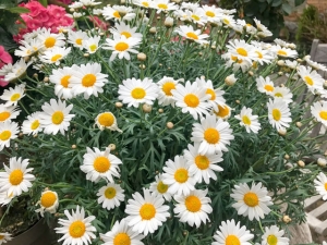 Margariten als Blumenstock