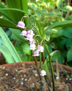 Rosa Maigloeckchen