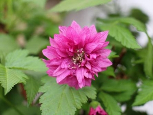 Rubus spectabilis (Prachthimbeere). Bild: www.lubera.com