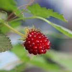 Rubus spectabilis (Prachthimbeere). Bild: www.lubera.com