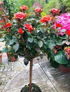Stammröschen für Balkon und Terrasse