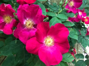 Rosen