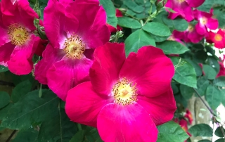 Rosen
