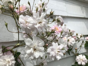 Rosen
