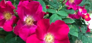 Rosen