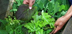 Salaternte