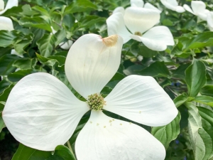 Blumenhartriegel Venus