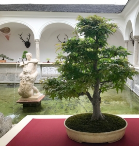 Japnischer Ahorn Bonsai