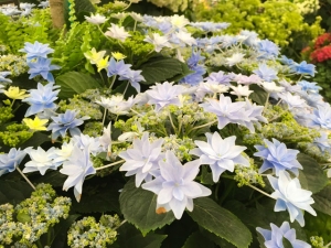Neue einzigartige Hortensie "Fireworks blue"