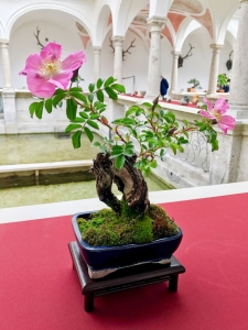Wildrose als Bonsai