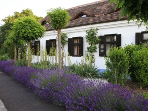 Lavendel