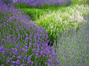Lavendel