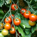 Tomaten