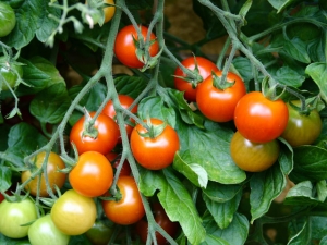 Tomaten