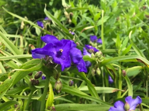 Dreimasterblume