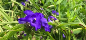 Dreimasterblume