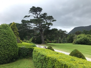 Hunderte Jahre alte Föhre in Irland