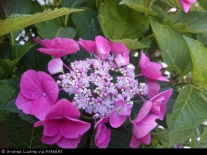 Gewinnerbild "Hortensie"