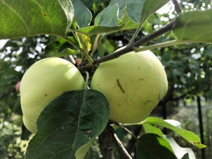 Klarapfel