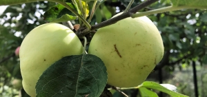 Klarapfel