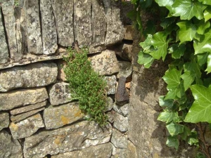 Alte Steinmauer mit Efeu und Sedum