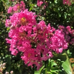 Flieder des Südens (Lagerstroemia indica)